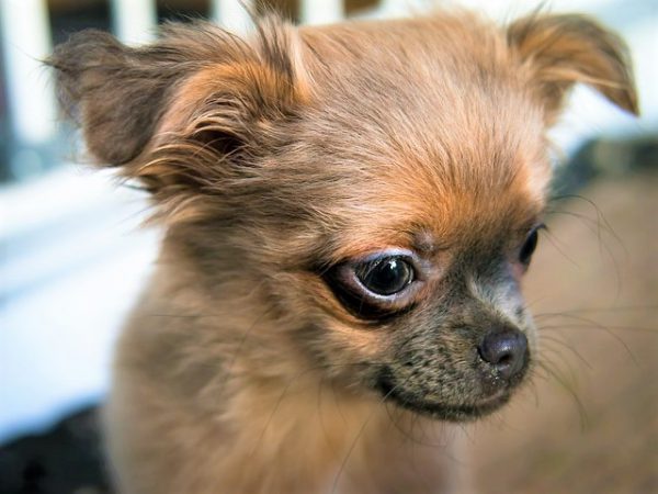 驚くばかり 子犬 しつけ 叩く 画像ブログ