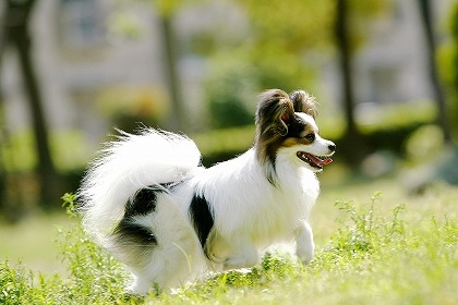 犬の尻尾と骨のしくみ・尻尾の形は何種類あるの？ | しっぽこむ