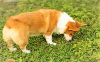 何故 飼い主にしっぽを振らない 犬に好かれていない しっぽこむ