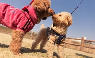 雌犬の発情期 ヒート における特徴的な行動と対策法 しっぽこむ