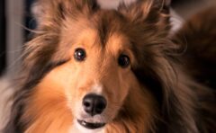 犬の尻尾と骨のしくみ 尻尾の形は何種類あるの しっぽこむ