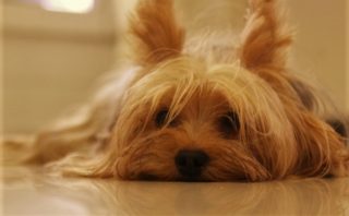 犬のお漏らしは病気のサイン 知っておこう 原因と対策 しっぽこむ