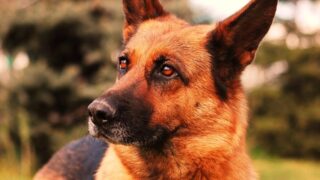 長芋は美味しい滋養強壮の食材 犬の食べ物にする安全性は しっぽこむ